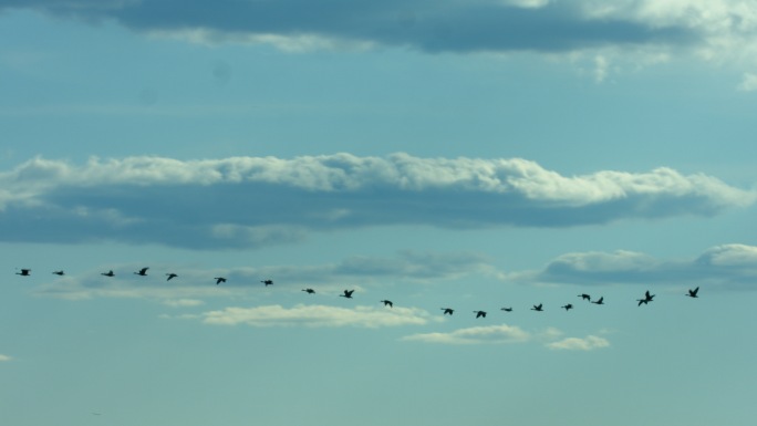 4K-大雁排成一字