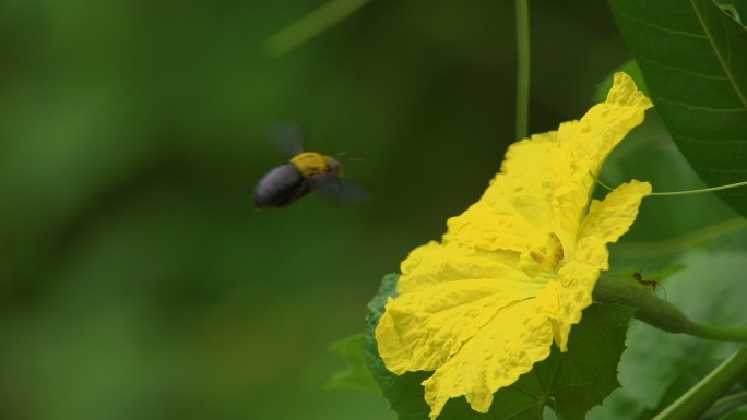 大黄蜂在花上飞得很慢