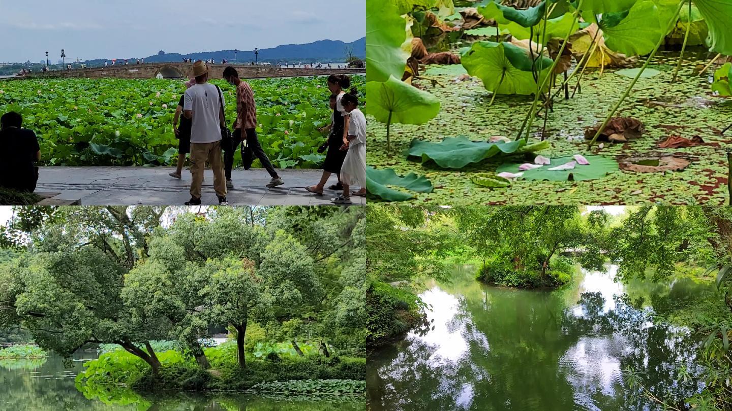 城市生态环境，杭州西湖夏天四季景色之夏