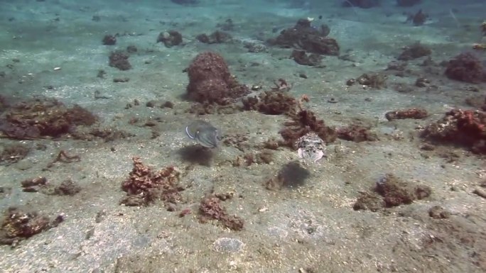 墨鱼海洋深水生物