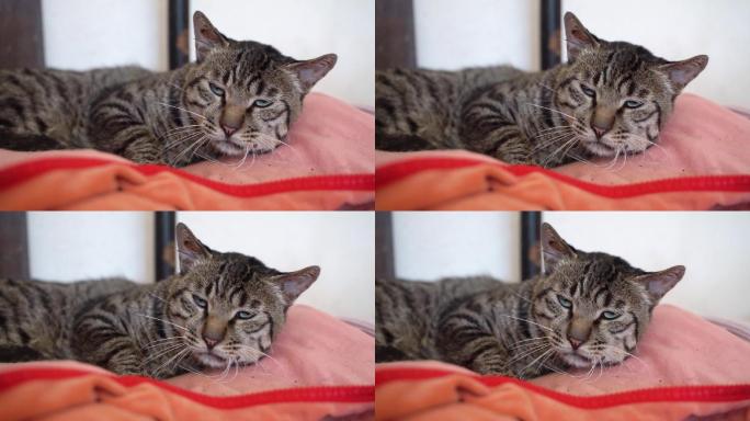 猫在卧室枕头上休息