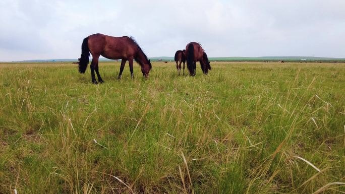 5.4k多角度多组镜头拍摄草原上的马群