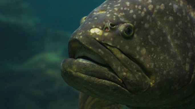 巨型石斑鱼