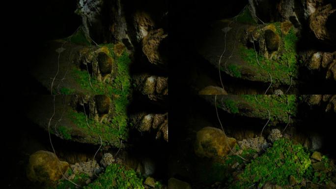 洞穴中的绿植