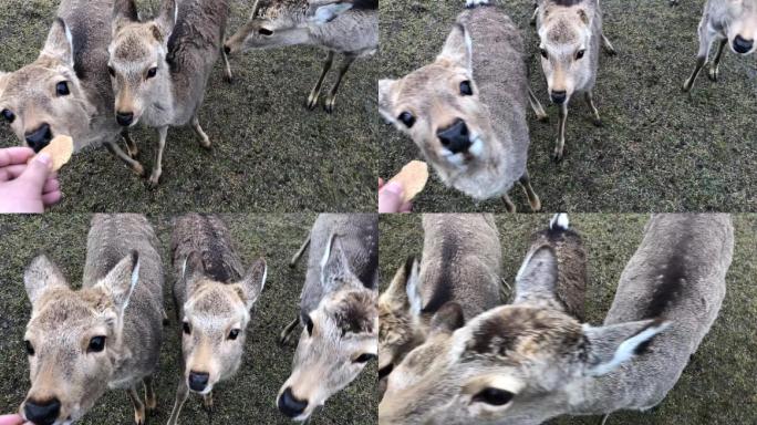 奈良用手喂鹿进食