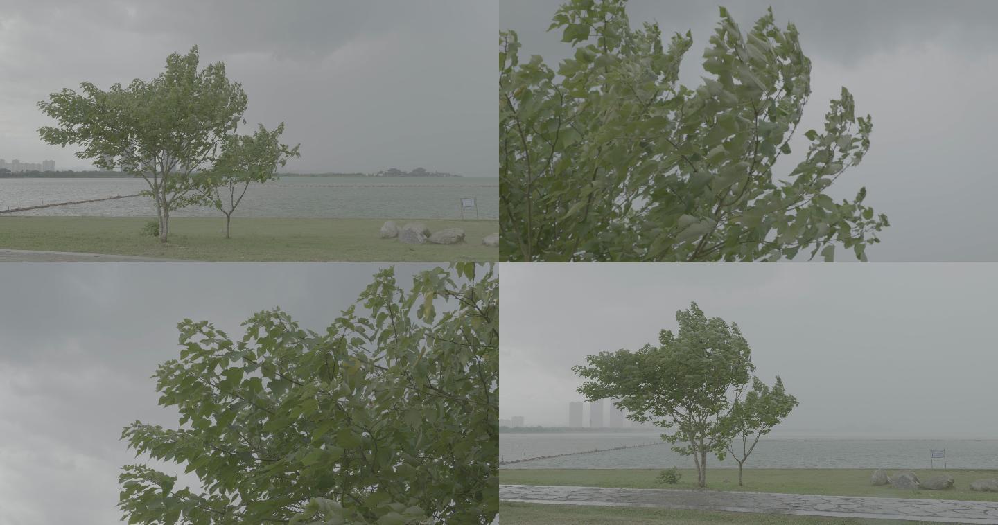 湖边下雨的前兆，树被风吹弯V-log颜色