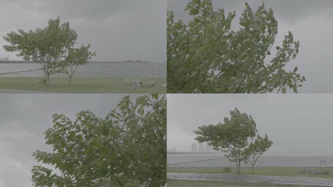 湖边下雨的前兆，树被风吹弯V-log颜色