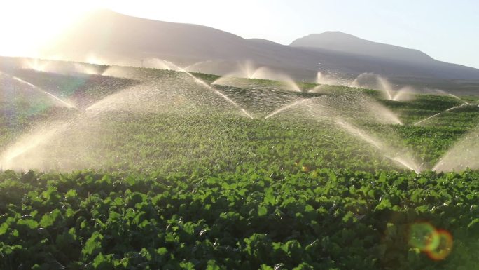 农业洒水器在灌溉农田作物