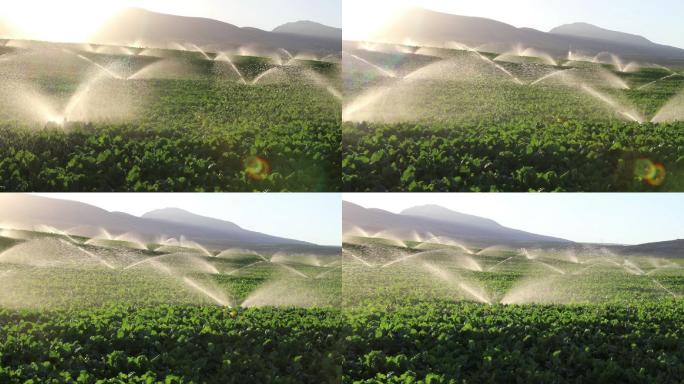 农业洒水器在灌溉农田作物