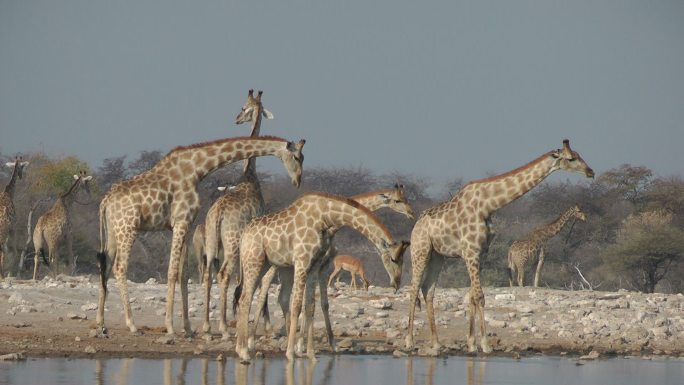 长颈鹿可爱长颈鹿人与自然