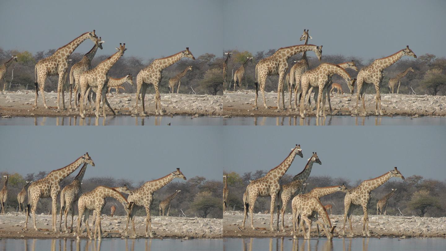 长颈鹿可爱长颈鹿人与自然