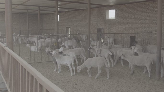 羊群养殖业合作社圈养西北羊羊