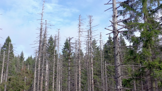 树皮甲虫造成的死亡森林