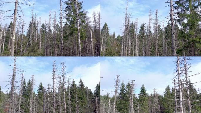 树皮甲虫造成的死亡森林