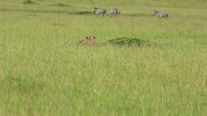 母狮在野外狩猎/捕食