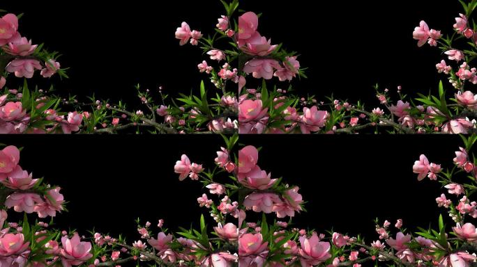 桃花开 花朵 开花 绽放  花开挂角