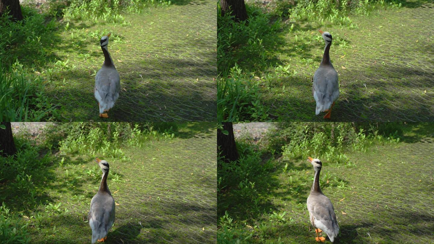 鸭子斑头雁在草地街道上行走