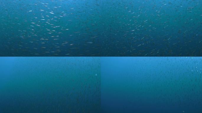 一大群细长的银边鱼在海面下游动