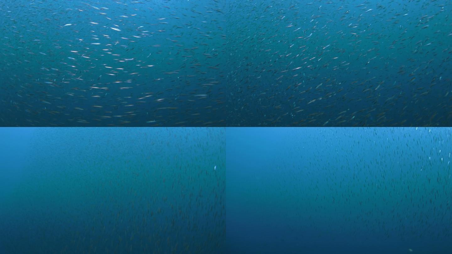 一大群细长的银边鱼在海面下游动 19x1080 高清视频素材下载 编号 实拍视频 Vj师网www Vjshi Com 一大群细长的银边鱼在海面下游动 19x1080 高清视频素材下载 编号 实拍视频 Vj师网www Vjshi Com