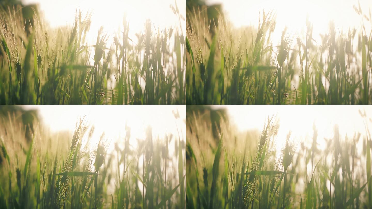 夕阳下逆光秋收稻田里随风飘荡的小麦