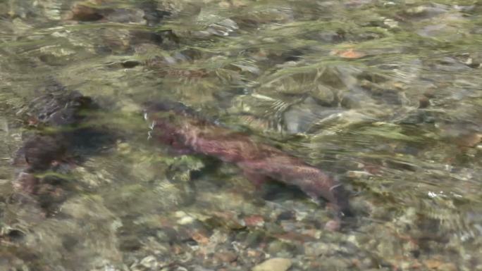 在黄石国家公园水下产卵的刺刀鳟鱼