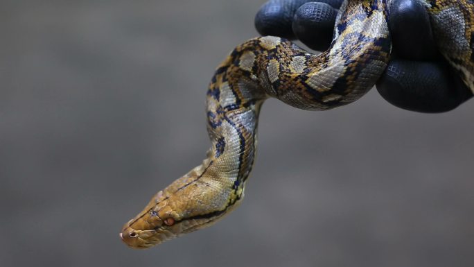 网状蟒蛇