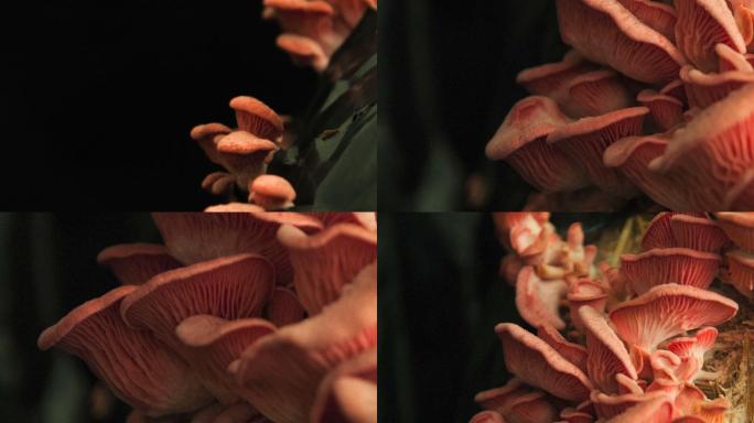 粉红牡蛎蘑菇生长延时破土而出自然生长