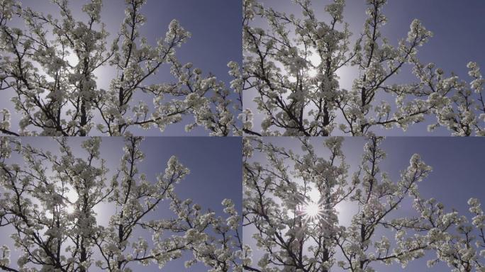 阳光下的梨花树