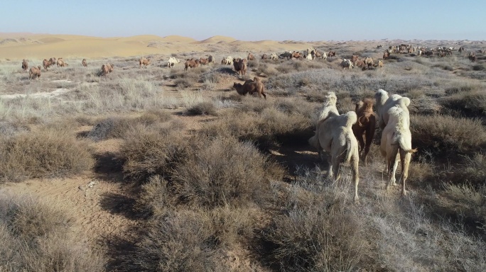 骆驼与沙漠素材