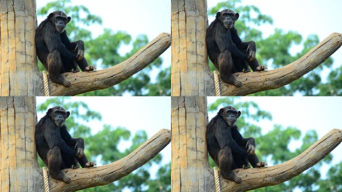 黑猩猩搞笑黑猩猩呆坐