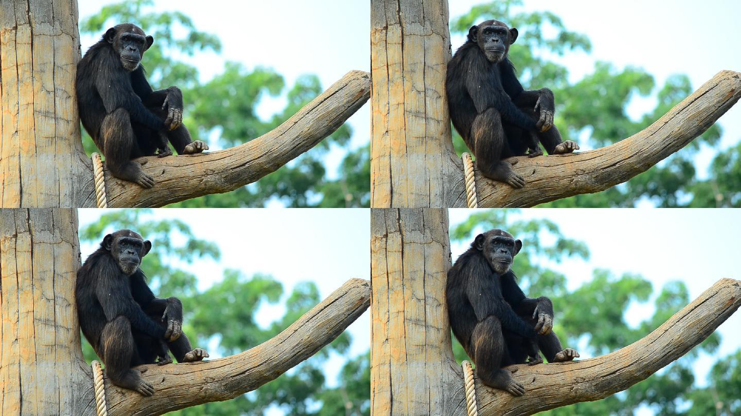 黑猩猩搞笑黑猩猩呆坐