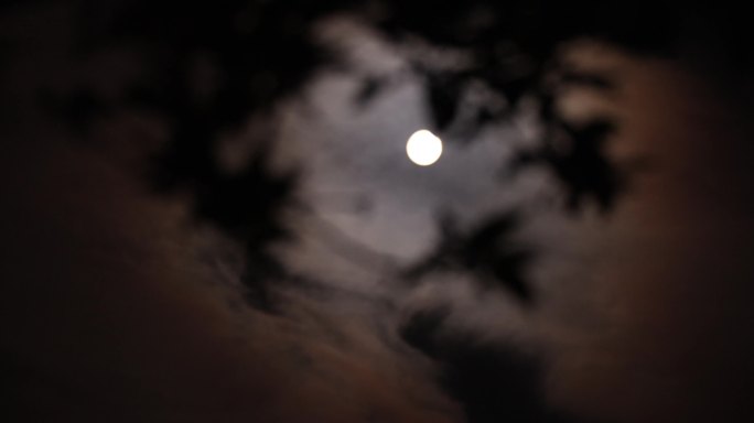 明月当空挂在树梢的月亮