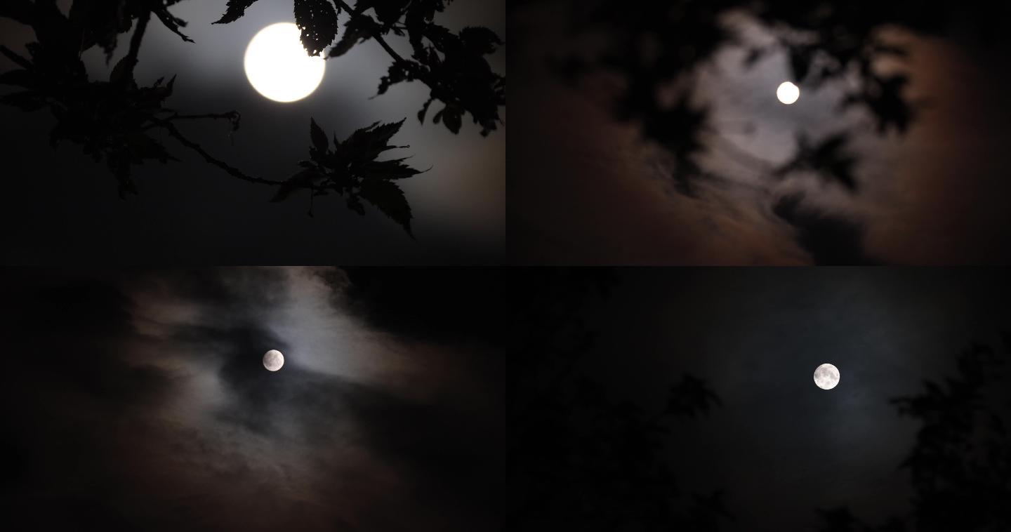 明月当空挂在树梢的月亮