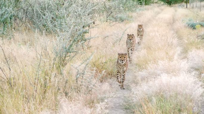 三只豹子（猎豹）在大草原上