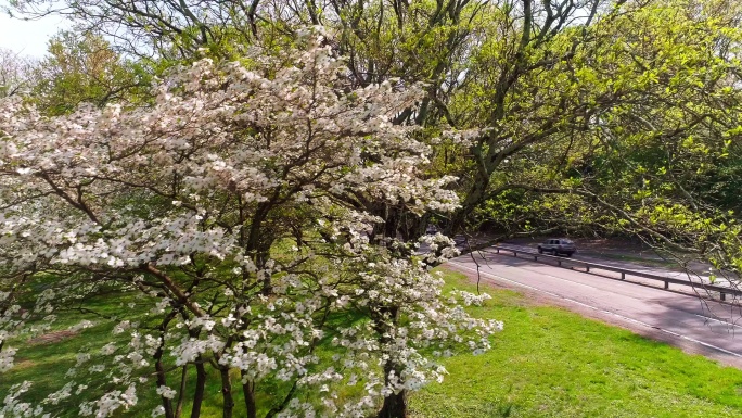 鸟瞰盛开的樱桃树后面的布朗克斯河公园路