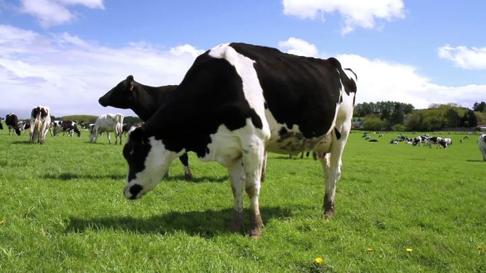 牧场上的奶牛。蒙牛伊利草原牧场鲜牛奶