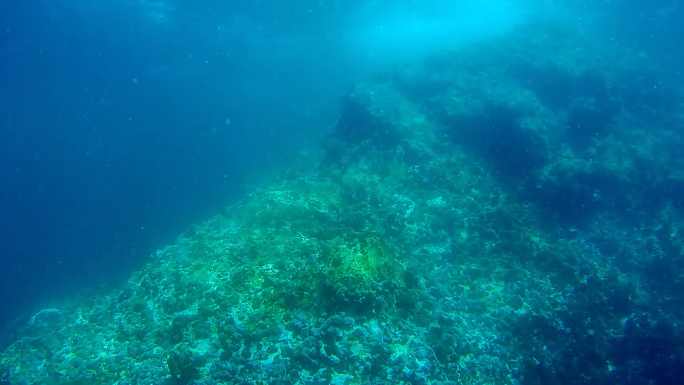 海底珊瑚气泡浮游生物潜水第一视角