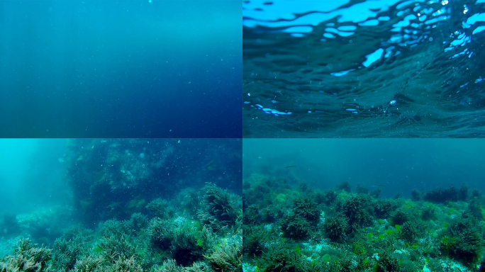 海底珊瑚气泡浮游生物潜水第一视角