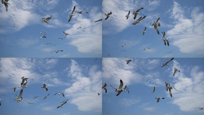海上飞翔的海鸥慢动作分镜