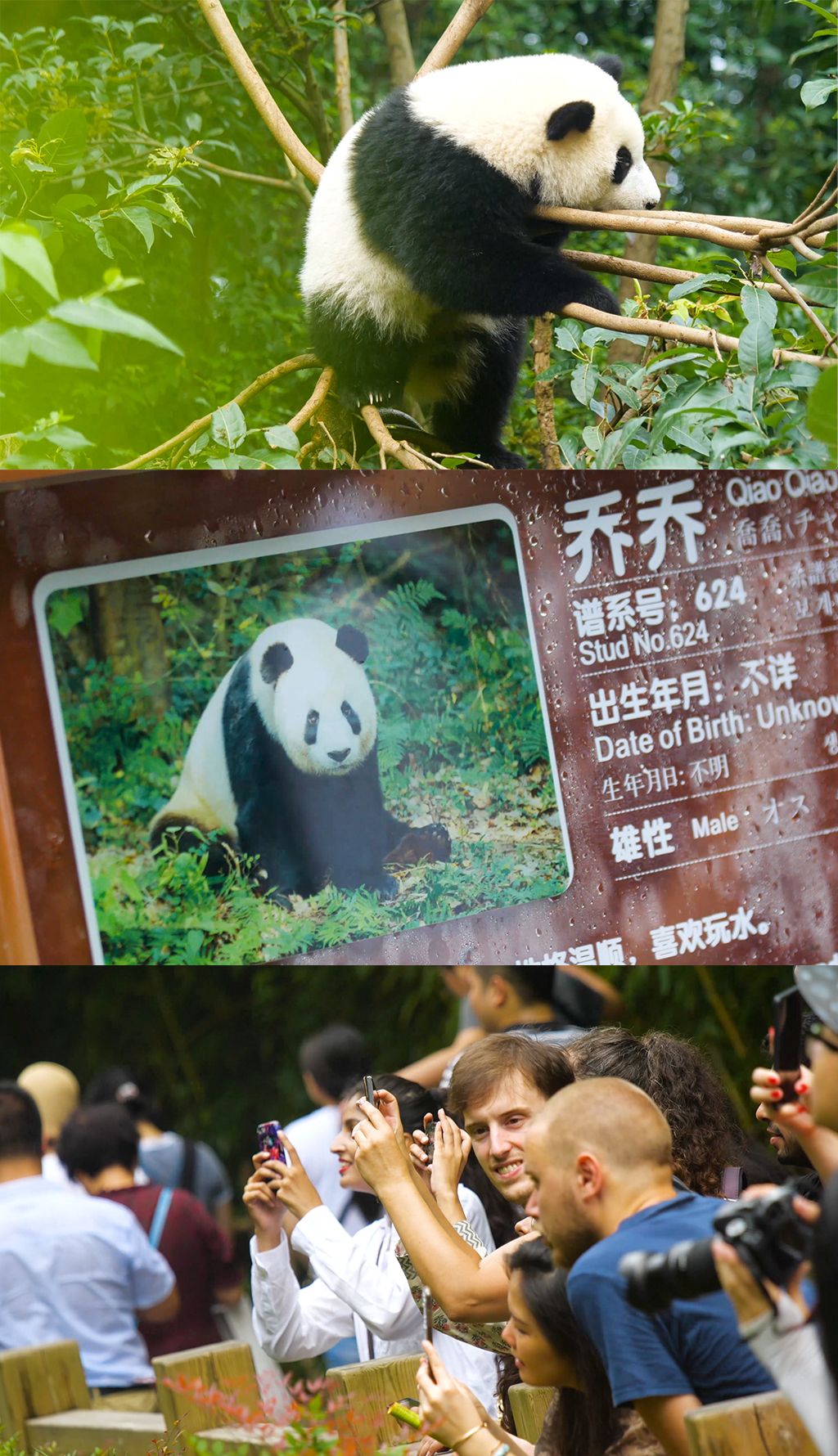 4K国宝熊猫外国人看成都熊猫基地吃竹子