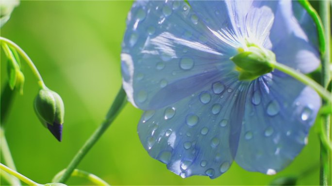 清晨阳光下的蓝色花蕾