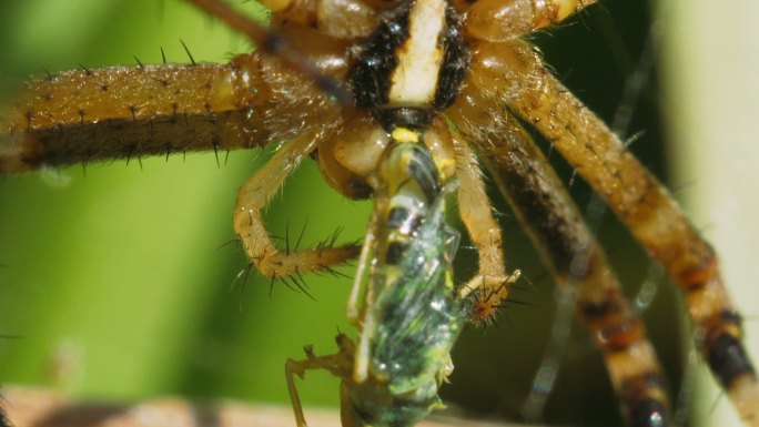 蜘蛛吃一只绿色苍蝇。