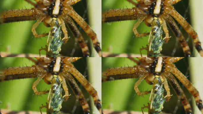 蜘蛛吃一只绿色苍蝇。