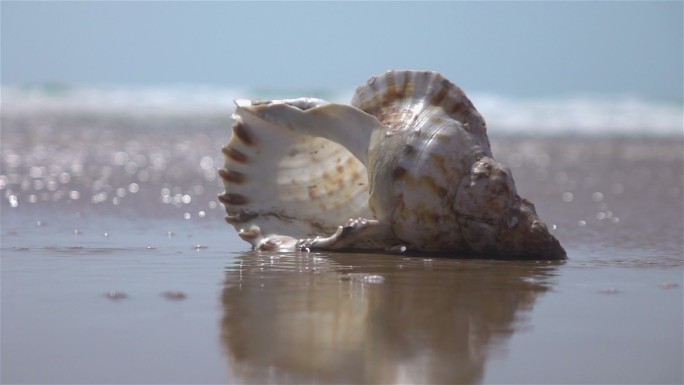 海螺贝壳沙滩海边