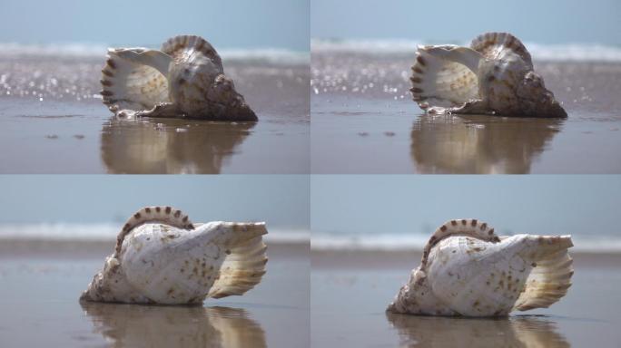 海螺贝壳沙滩海边