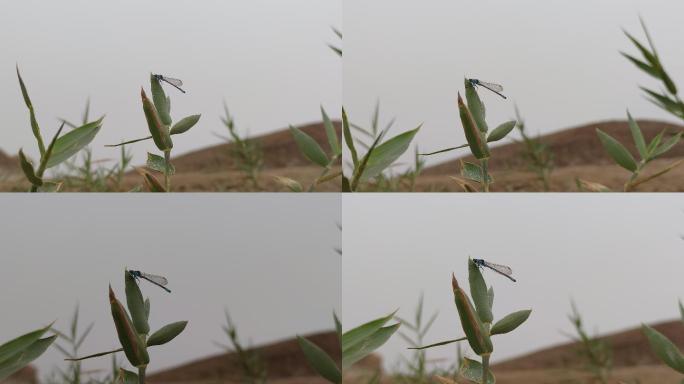 8K视频素材：近距离拍摄沙漠里的蜻蜓