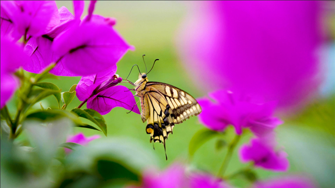三角梅和蝴蝶飞舞唯美虚化实拍田园自然野外