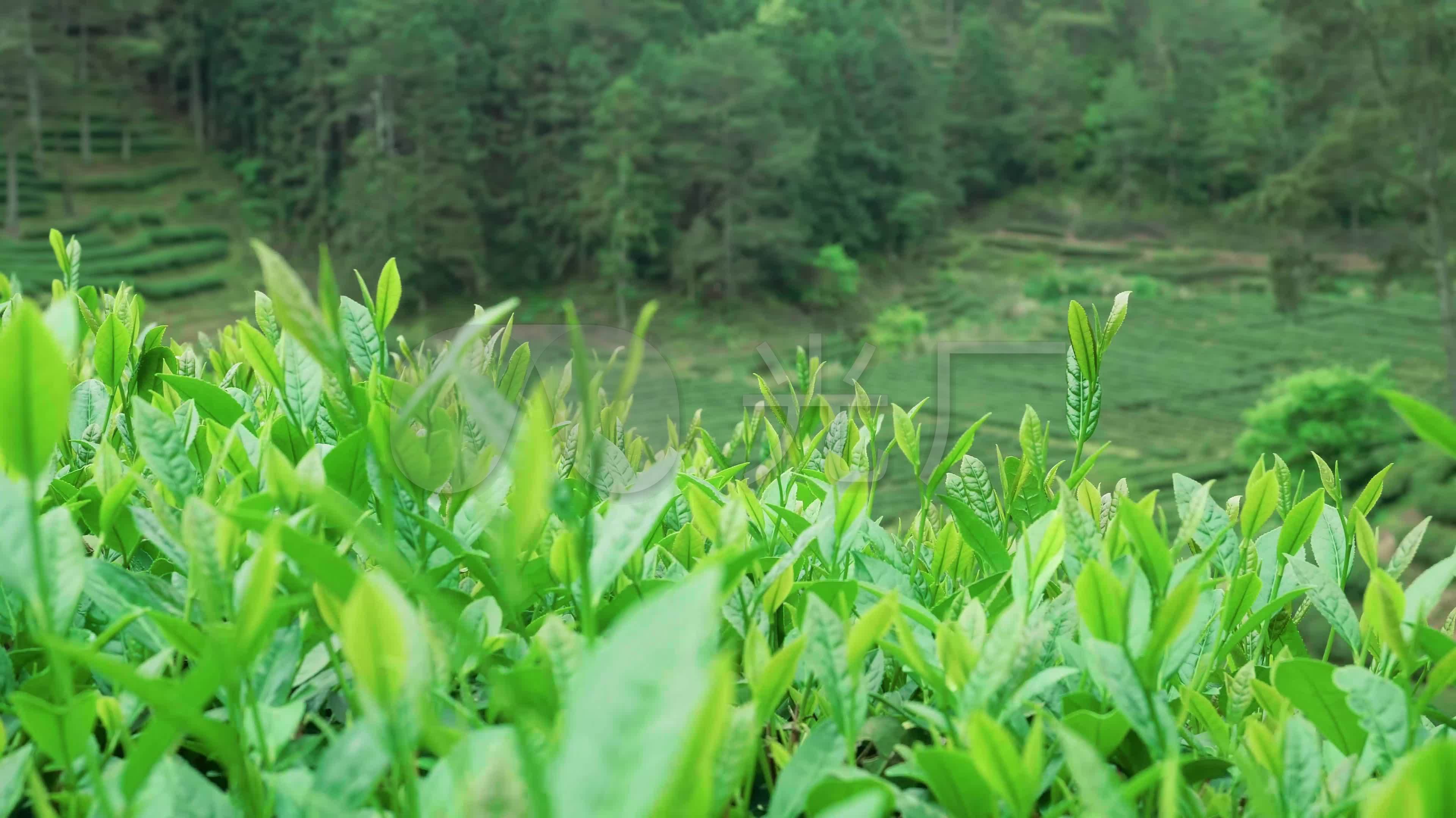 春游江门这个万亩茶园，踏青寻茶香，每一口都是春天！