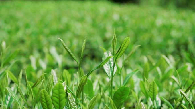 【4K】武夷山岩茶肉桂茶树茶叶特写