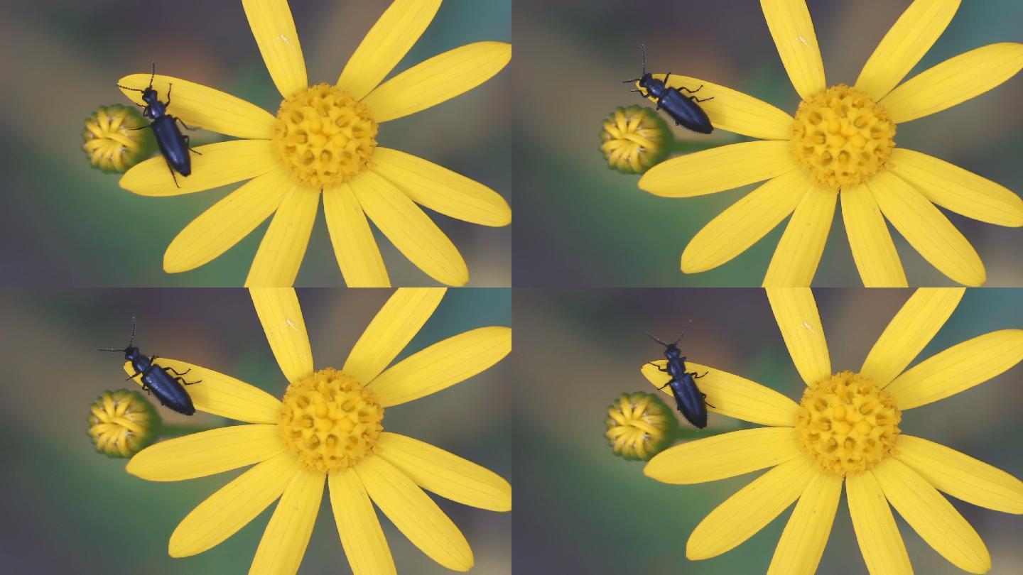 微距，小甲虫在黄花上爬行